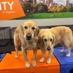 Dogtopia of Owings Mills - photo 5