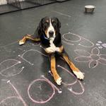 Dogtopia of Owings Mills - photo 7