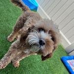 Dogtopia of Owings Mills - photo 8