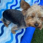 Dogtopia of Owings Mills - photo 9