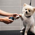 Dogtopia of Overland Park - photo 3