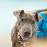 Dogtopia of Overland Park - photo 6