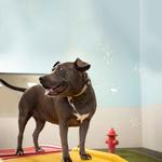 Dogtopia of Overland Park - photo 7