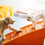 Dogtopia of Overland Park - photo 8