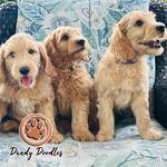 Our Doodle Dogs - photo 5
