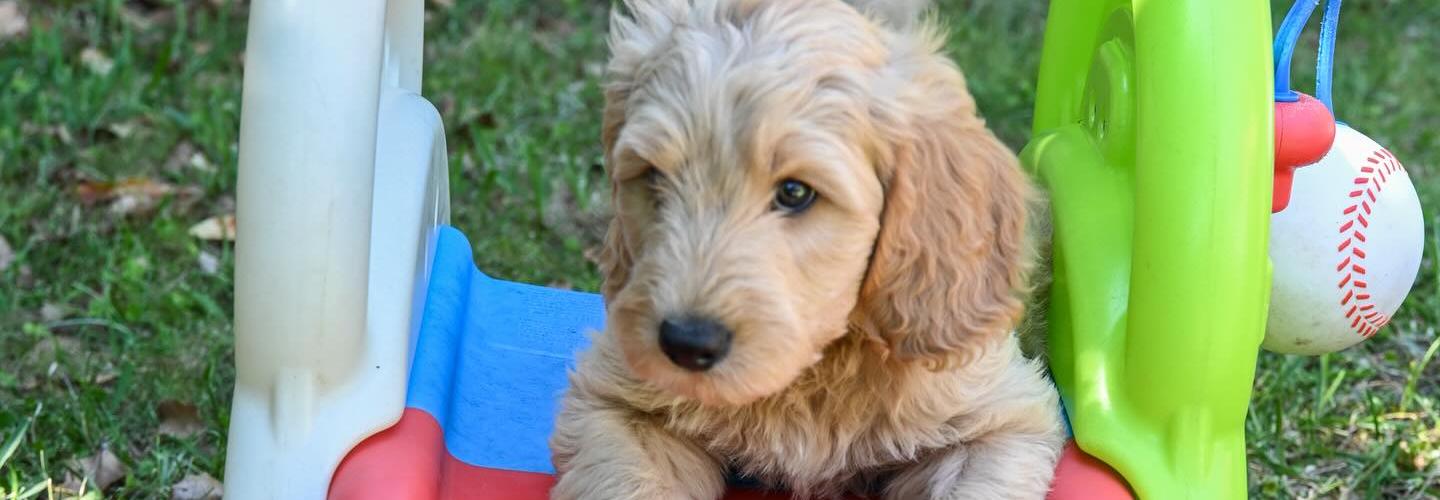 Our Doodle Dogs cover photo