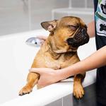 Dogtopia of Orlando- Winter Park - photo 2