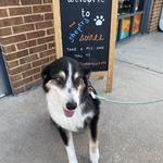 Dogtopia of Orlando- Winter Park - photo 6