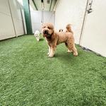 Dogtopia of Orlando- Winter Park - photo 10