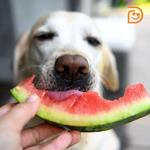 Dogtopia of Sacramento Nimbus Winery - photo 1