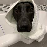 Dogtopia of Sacramento Nimbus Winery - photo 5