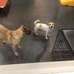 Dogtopia of Sacramento Nimbus Winery - photo 6