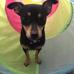 Dogtopia of Sacramento Nimbus Winery - photo 7