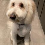 Dogtopia of Sacramento Nimbus Winery - photo 8