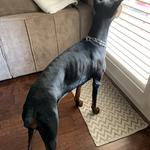 Dogtopia of Sacramento Nimbus Winery - photo 9