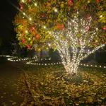 Midas Holiday Lighting - photo 2
