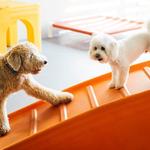 Dogtopia of Upland - photo 1