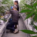 Seed of Life | Billings Heights Dispensary - photo 1