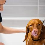 Dogtopia of Southlake - photo 5