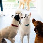 Dogtopia of Southlake - photo 9