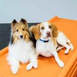 Dogtopia of Tysons Corner - photo 2