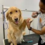 Dogtopia of Tysons Corner - photo 5