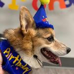 Dogtopia of The Woodlands North - photo 2