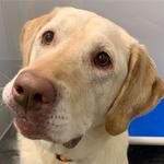 Dogtopia of The Woodlands North - photo 4