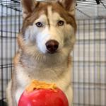 Dogtopia of The Woodlands North - photo 7