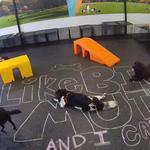 Dogtopia of The Woodlands North - photo 9