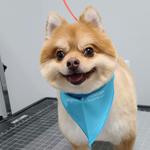 Dogtopia of The Shire at CityLine - photo 2