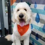 Dogtopia of The Shire at CityLine - photo 8