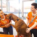 Dogtopia of West Midtown Atlanta - photo 8