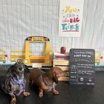 Dogtopia of Summerville - photo 4