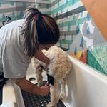 Dogtopia of Summerville - photo 5