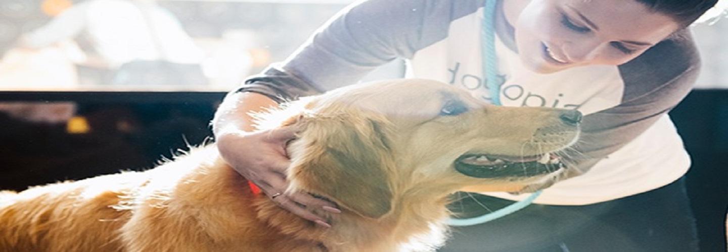 Dogtopia of Summerville cover photo