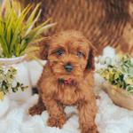 Briarwood Farms - photo 1