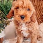 Briarwood Farms - photo 2