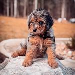 Briarwood Farms - photo 3