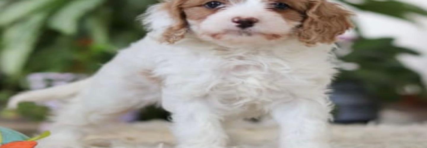 Briarwood Farms cover photo