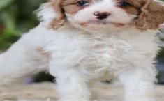 Briarwood Farms Puppies - Pets