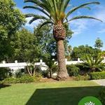 Michael’s Tree Felling - photo 1