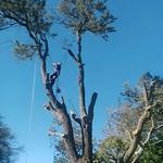 Michael’s Tree Felling - photo 3