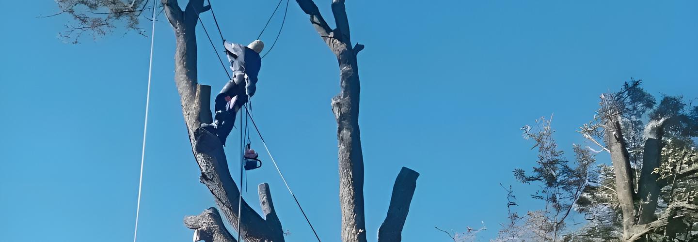 Michael’s Tree Felling cover photo