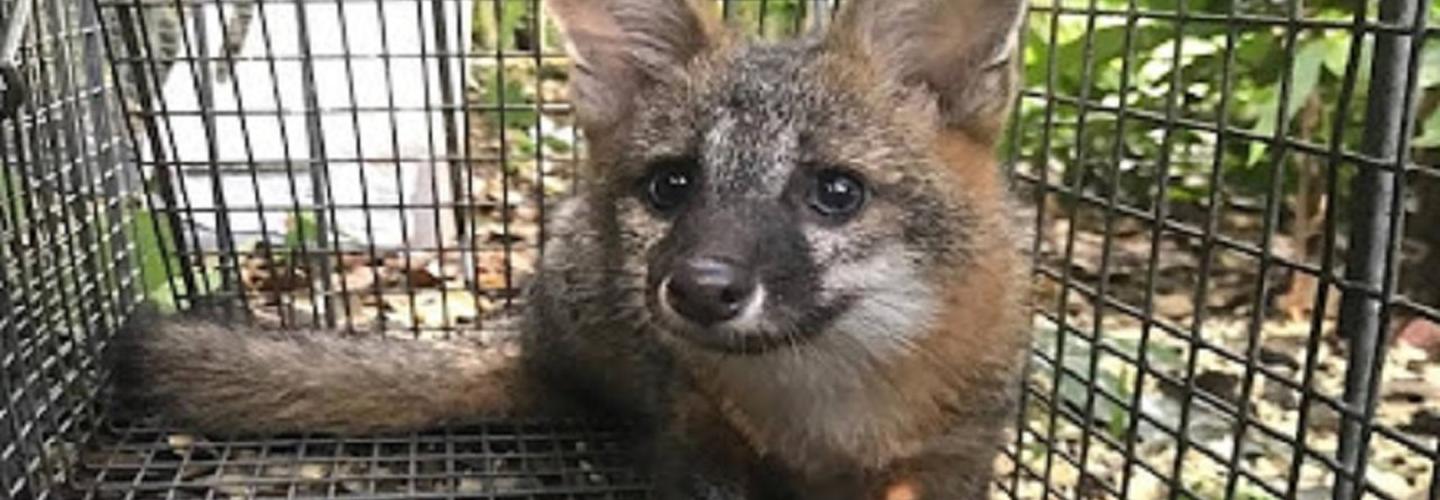 Media Animal Control cover photo