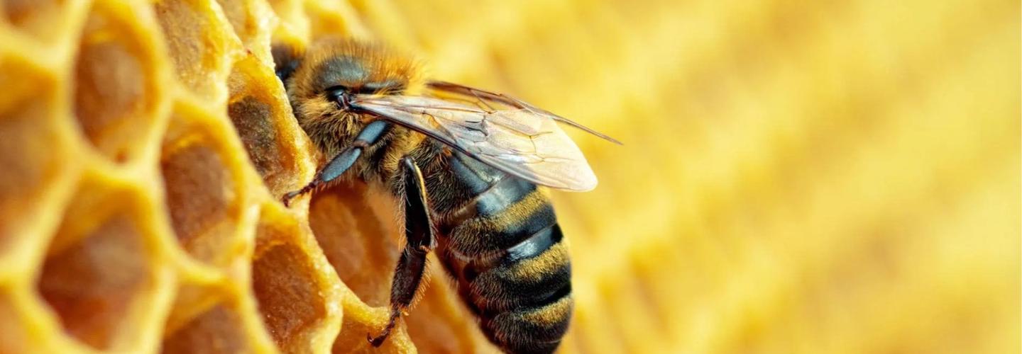 RZ Termite & Pest Control cover photo