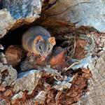 RZ Termite & Pest Control - photo 2