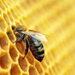 RZ Termite & Pest Control - photo 4