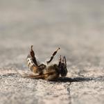 RZ Termite & Pest Control - photo 5