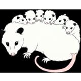 Opossum Creek Retreat - Tours in Lansing